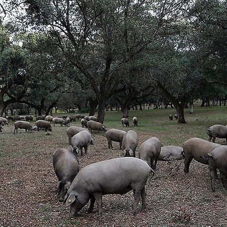 Hospederia Reina De Los Angeles Aracena Exteriör bild