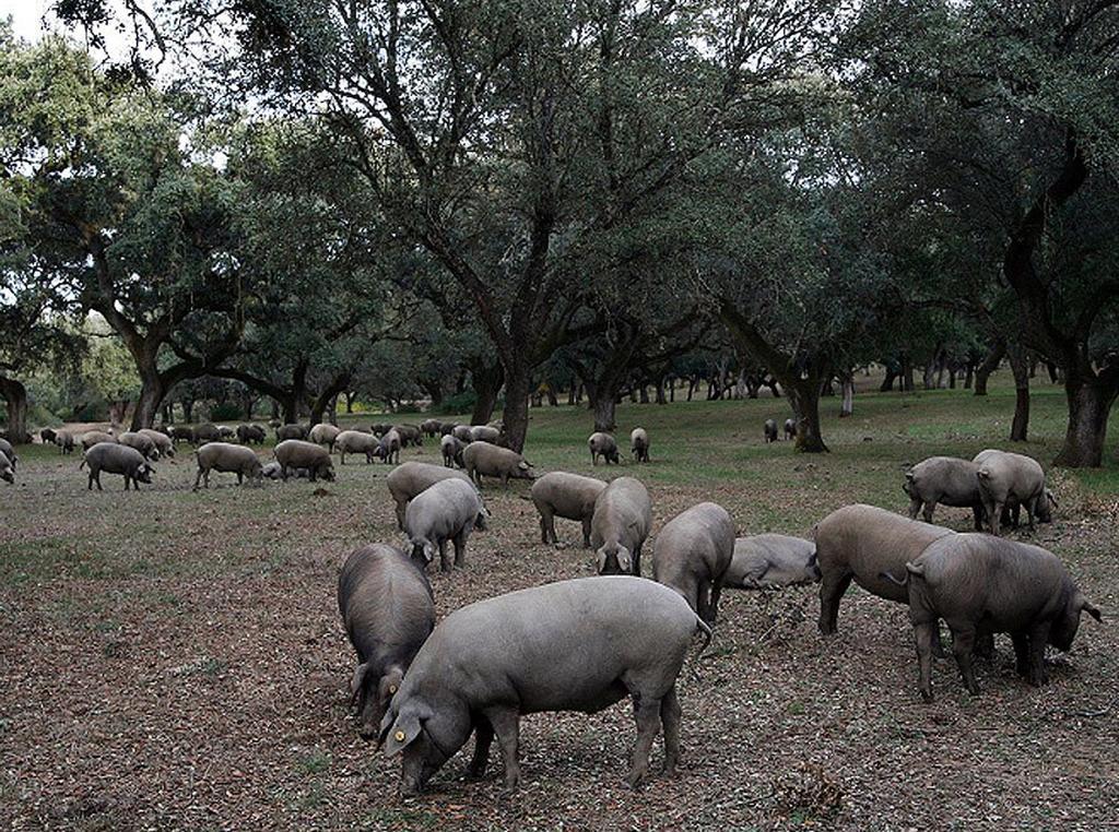 Hospederia Reina De Los Angeles Aracena Exteriör bild